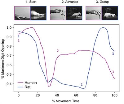 Neurostimulation and Reach-to-Grasp Function Recovery Following Acquired Brain Injury: Insight From Pre-clinical Rodent Models and Human Applications